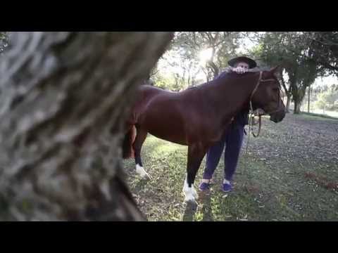 REMATE RECONQUISTA 2014.