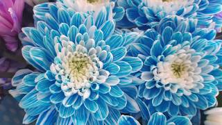 10 Fake plants on EBAY (Don't buy those plants)