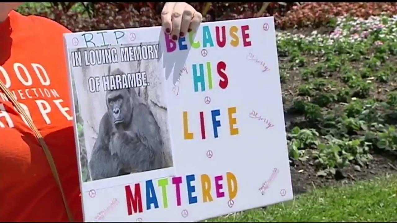 Cincinnati Zoo stands by decision to shoot, kill gorilla