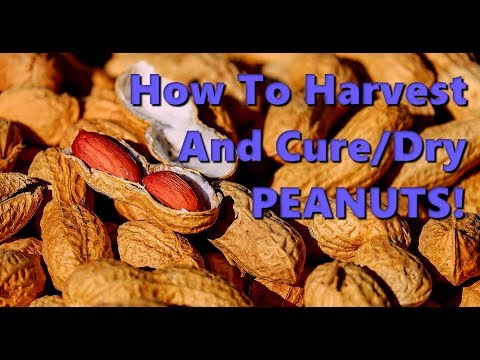 How To Harvest And Cure Peanuts