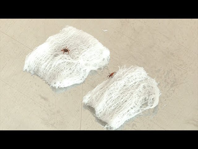 Клещи атакуют!