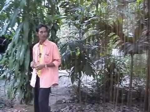 ชารีกาเส๊ะ - เปาะเต๊ะ Pok teh