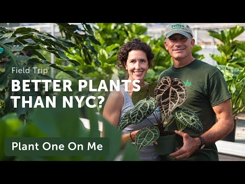 Telly's GREENHOUSE Tour: AROIDS, HOYAS, and More! — Ep. 249