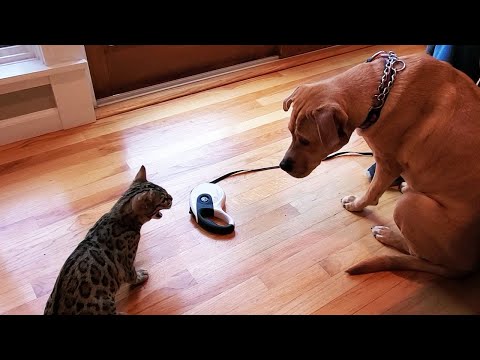 Bengal Cat Meets Dog! - Parsley is introduced to his cousin Daisy