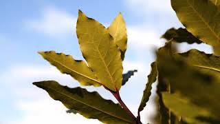 Zamba del laurel-Rocío del Pozo