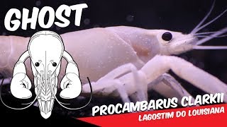 LAGOSTIM DO LOUISIANA - "GHOST" - Procambarus clarkii