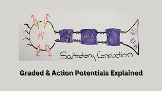 Neuron Excitability