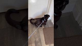 WE TRIED MOONLIGHT TO TAKE FOR A WALK BUT HE WAS SO SCARED #catvideos #catshorts #cutecat #petlover