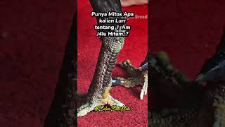 Download lagu Jalu Hitam #reels #chicken #ayambangkok #ayamkampung #peternakayam #aseelmurga mp3