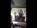Bannerghatta National Park Bear Attack
