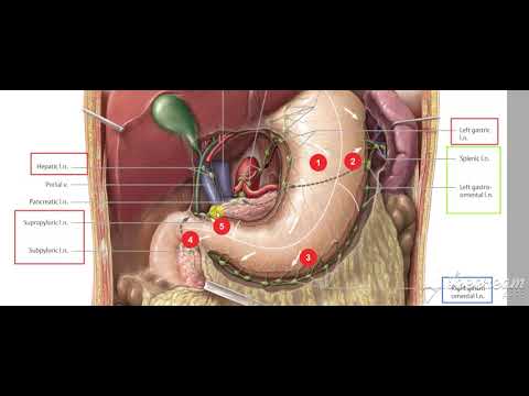 Stomache lymphatic drinage 4