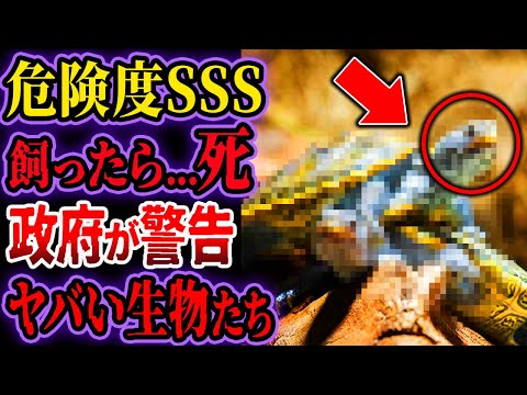 Caiman latirostis Distribution.png