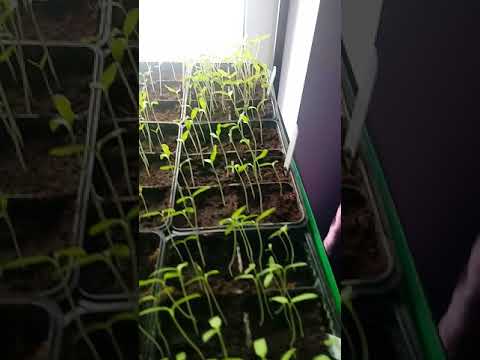 Amatorska produkcja rozsady warzyw na rok 2018 cz.1