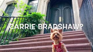 Roxie at Carrie's?  Nope!