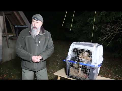 Pogledajte divlju mačku, serval, koju su uhvatili u Gorskom kotaru