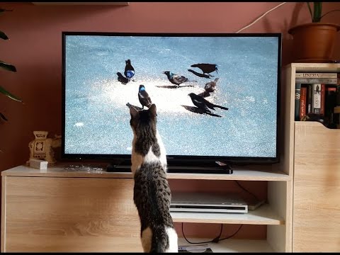 Funny Cat Watching TV