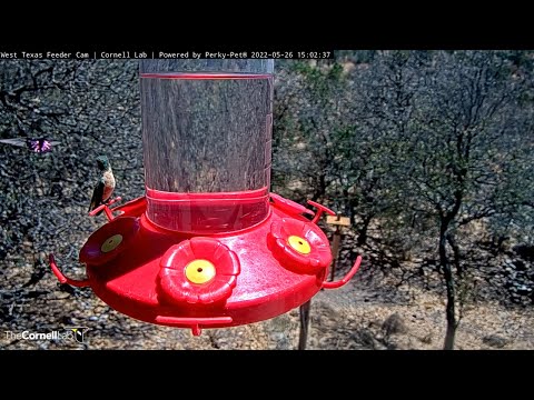 Male Lucifer Hummingbird Offers Dazzling Courtship Display To Female At Feeders – May 26, 2022