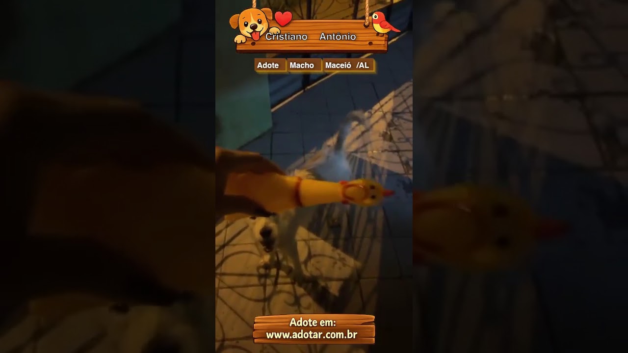 Cachorro raça SRD-ViraLata idade 3 anos nome Cristiano Antônio 