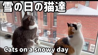 雪の日の猫達【Cats on a snowy day】