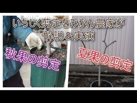 秋に剪定してはいけない果樹はどれですか?またその理由は何ですか? + 剪定してはいけない木のリスト  庭園