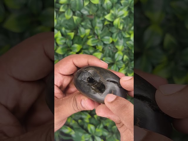 Hari Bhakti Vilasa Madhusudhana sparkling, "Glitter Gold" Appearance Shaligram Shila video