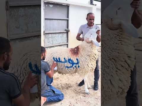 كبش عملاق سلالة الجزائرية الضخمة