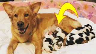 Foster Family Is Stunned When Pregnant Mama Gives Birth To Four Baby ‘Cows’