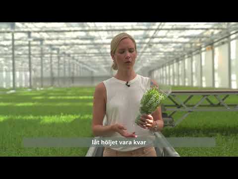 Hej Hortonom - Elin pratar om timjan