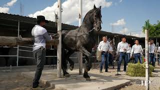 La Mama de los Pollitos (Estreno) En vivo Banda La Máxima Escuela