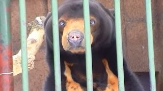 preview picture of video 'マレーグマの「ウッチー」（円山動物園） - Sun Bear'
