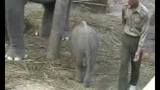 preview picture of video 'Tiger Tops Baby Elephant'