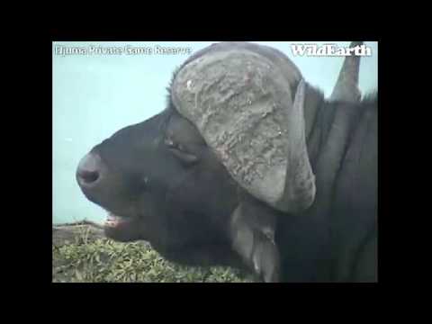 Cape Buffalo at Djuma 01-01-12