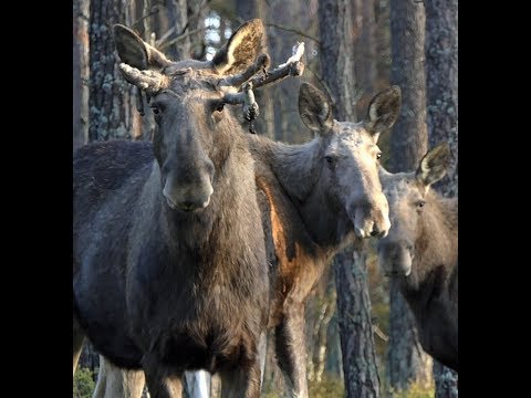 The King of Nature !   / Moose / Elk / Älg