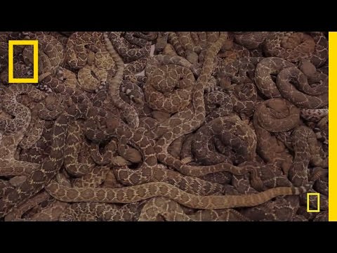 Rattlesnake Roundup | National Geographic