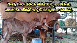 COMPLETE DETAILS ABOUT GIR COW IN KANNADA #GIR #GI