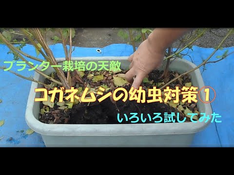 植木鉢にいるコガネムシの幼虫を駆除するにはどうすればよいですか？確実なヒント  庭園