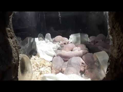 Nacktmulle im Tierpark Berlin