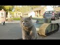 Aaron's Animals NEW VIDEO COMPILATION 2017 || FunnyVines