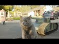 Aaron 039 s Animals NEW VIDEO COMPILATION 20 Aaron 039 s Animals NEW VIDEO COMPILATION 20