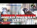 KAPAS TEMBAK VS GEREJA GACOR TARUNG TUNGGAL JERNIH COCOK UNTUK MASTERAN SEMUA JENIS BURUNG KICAU