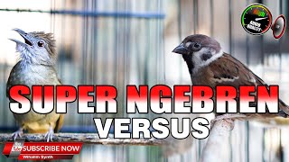 Download lagu KAPAS TEMBAK VS GEREJA GACOR TARUNG TUNGGAL JERNIH COCOK UNTUK MASTERAN SEMUA JENIS BURUNG KICAU mp3 Download lagu KAPAS TEMBAK VS GEREJA GACOR TARUNG TUNGGAL JERNIH COCOK UNTUK MASTERAN SEMUA JENIS BURUNG KICAU mp3