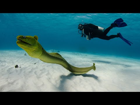 Green Moray Eel Attacks and Eat Octopus