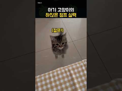 냥이 높이뛰기~