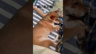 飼い主の腕まくらで安心する豆柴 #shibainu #柴犬 #cute #犬のいる暮らし #dog #腕枕