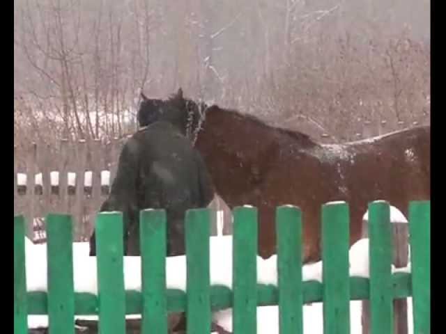 Йорт мәшәкатен ат тарта.