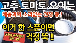 고추 토마토 오이는 해충과의 전쟁중! 이거 한스푼이면 진딧물 총채벌레 각종 나방 걱정 뚝!
