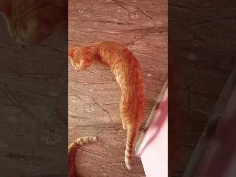 #cutestreetcats #animal lover Sujatha Carestraypaws Street cat lovers ❤️😻😻😻🍼