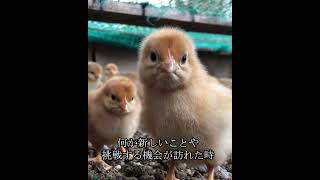 歩み続ける姿勢 #自然卵養鶏法 #ヒヨコ