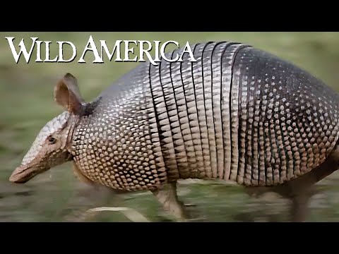 Wild America | S11 E1 The Amazing Armadillo | Full Episode HD