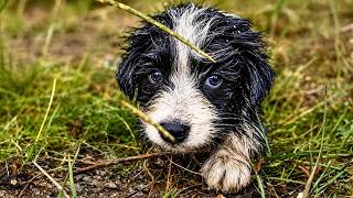 We Rescued a Wet Puppy
